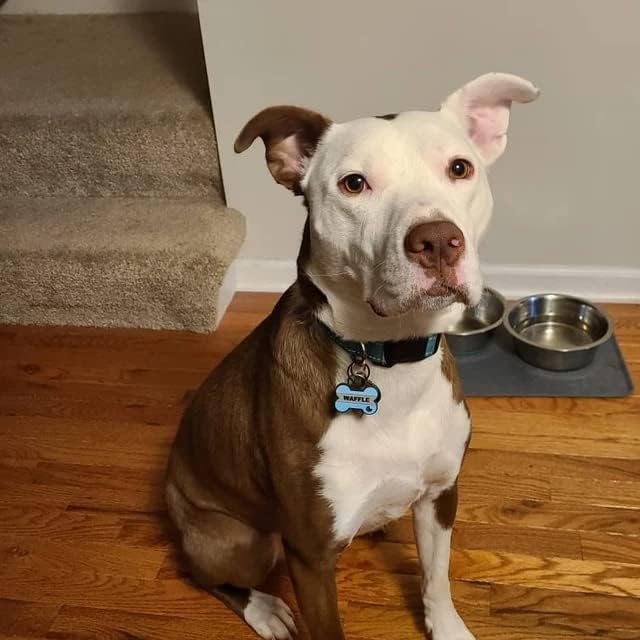 Silent Dog Tag Personalized with 5 Lines of Custom Deep Engraved Durable Soundless Silicone Pet ID Name Tag Bone Design Green