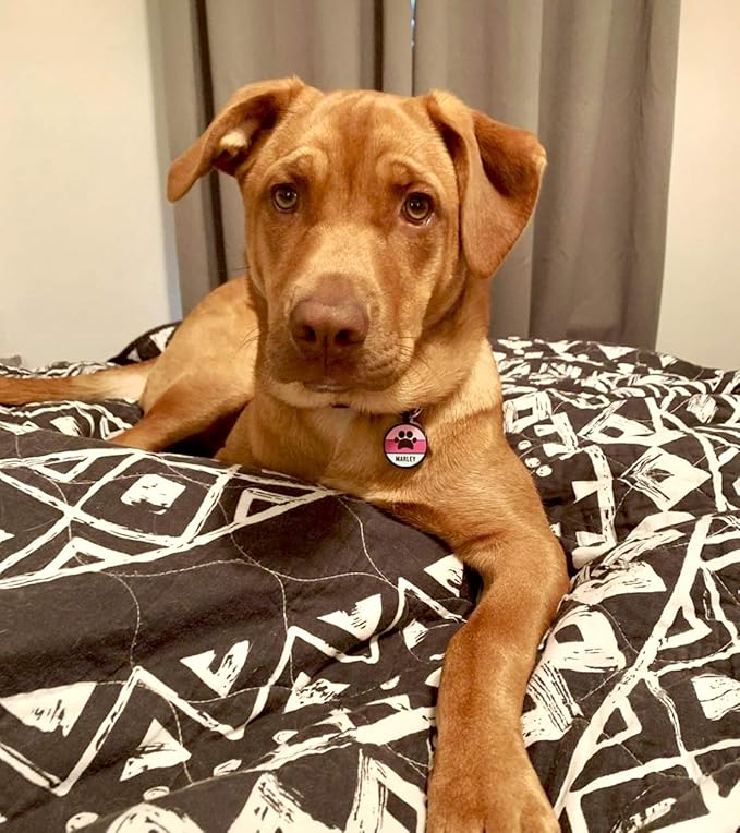 Love Your Pets - Our Original Soundless Pet ID Tag - Largest Line of Silicone Dog Tags - No More Jingling Dog Tags - Durable - Never Fades - Customized Deep Engraved Silicone (Princess)