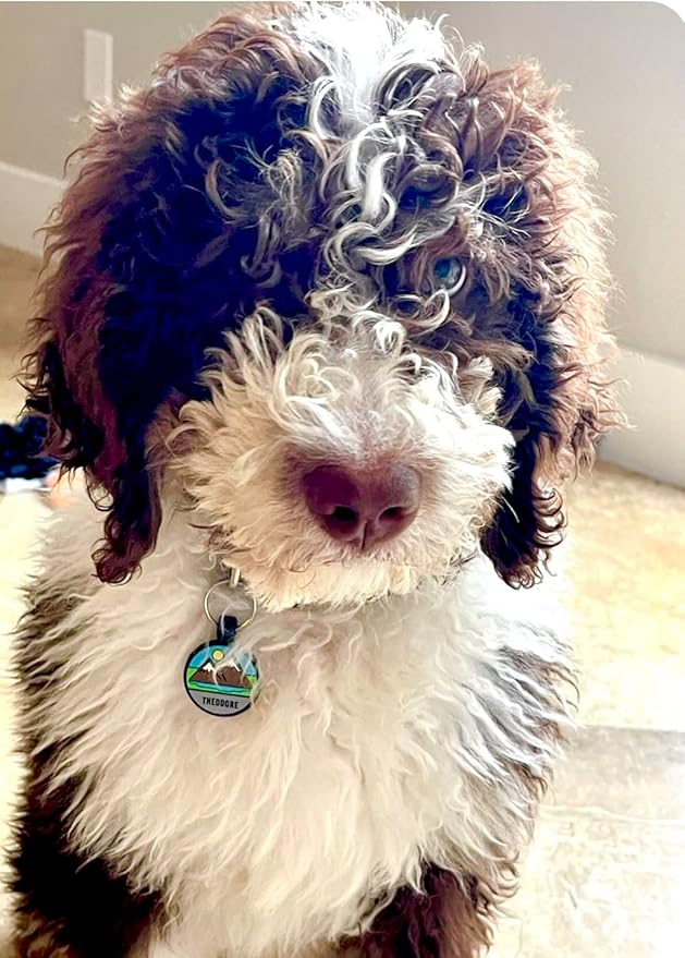 LYP Original Soundless Pet ID Tags | Custom Dog Tags Personalized for Pets | Durable Silicone Deep Engraved Dog Tag | No More Jingling | Mountain