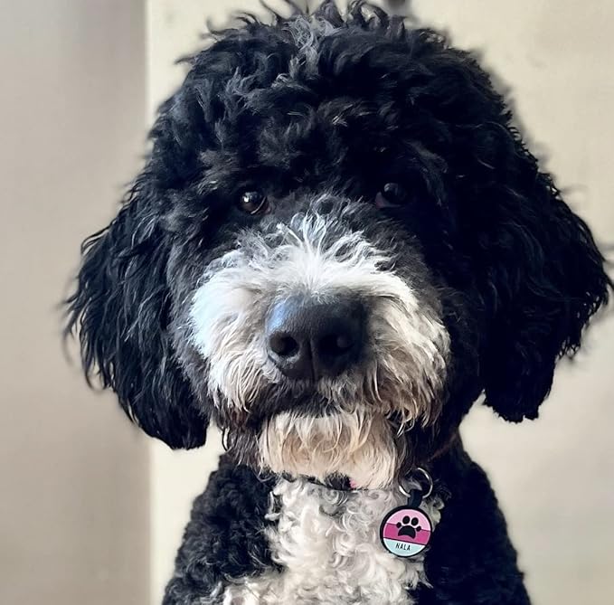 LYP Original Soundless Pet ID Tags | Custom Dog Tags Personalized for Pets | Durable Silicone Deep Engraved Dog Tag | No More Jingling | Purple Paw