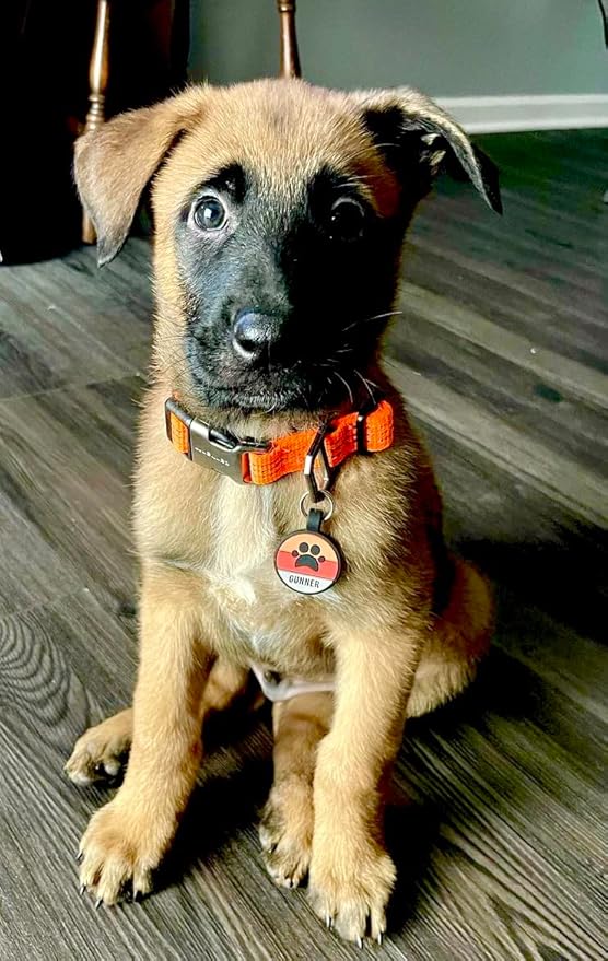 Love Your Pets - Our Original Soundless ID Tag For Pet Dog - Largest Line of Silicone No More Jingling -Durable - Never Fades - Customized Deep Engraved (Paw - Orange)