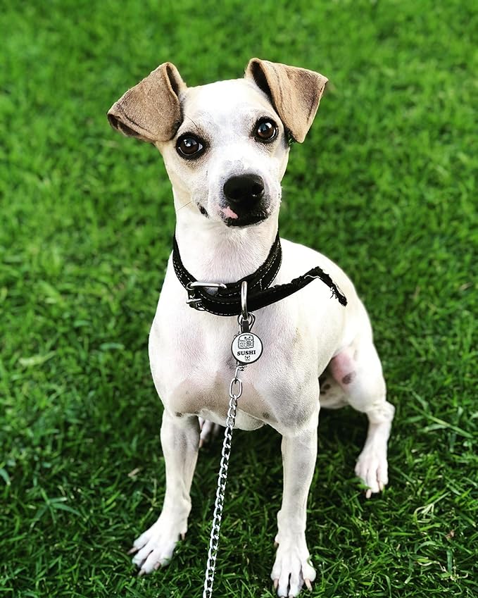 Silent Identification with Waterproof and Durable Silicone Dog Tags: Lightweight, Allergen-Free, and Customizable Round Foods Green