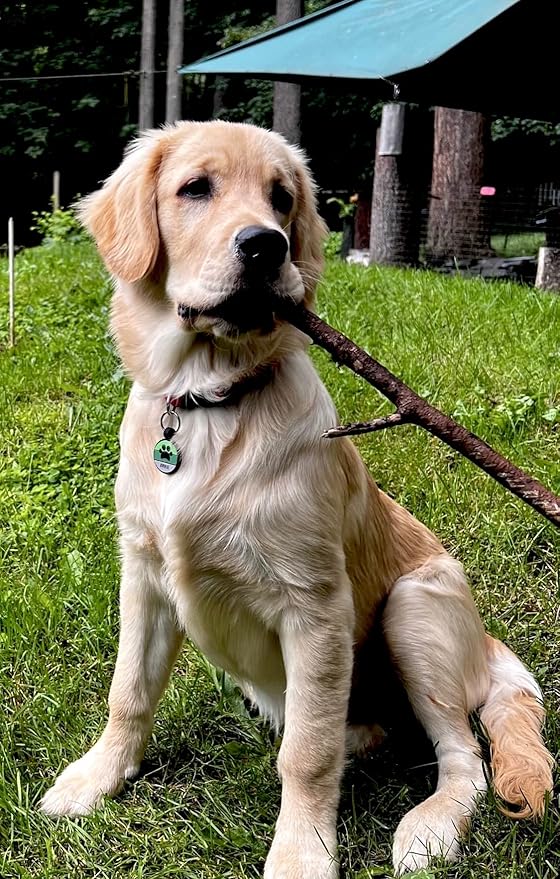 LYP Original Soundless Pet Id Tags | Custom Dog Tags Personalized for Pets | Durable Silicone Engraved Dog Tag | No More Jingling | Green Paw