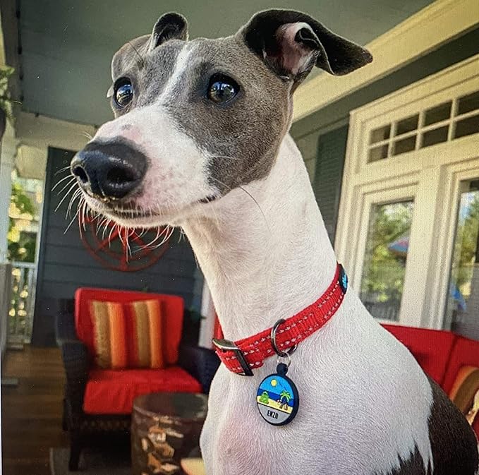 LYP Original Soundless Pet ID Tags | Custom Dog Tags Personalized for Pets | Durable Silicone Deep Engraved Dog Tag | No More Jingling | Beach